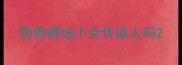 狗狗得细小会传染人吗