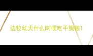 边牧幼犬什么时候吃干狗粮
