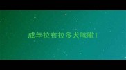 成年拉布拉多犬咳嗽