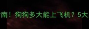 飞机托运指南狗狗多大能上飞机5大关键时间点全