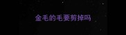 金毛的毛要剪掉吗