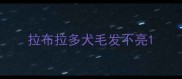 拉布拉多犬毛发不亮