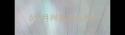 6个月柯基怎么养