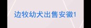 边牧幼犬出售安徽
