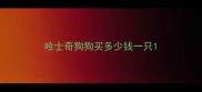 哈士奇狗狗买多少钱一只