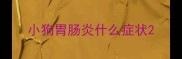 小狗胃肠炎什么症状