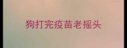 狗打完疫苗老摇头