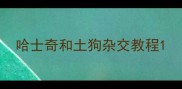 哈士奇和土狗杂交教程