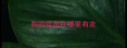狗的疫苗在哪里有卖