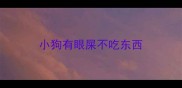 小狗有眼屎不吃东西