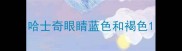 哈士奇眼睛蓝色和褐色