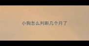 小狗怎么判断几个月了