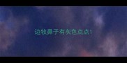 边牧鼻子有灰色点点