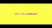 两个月的小狗打呼噜