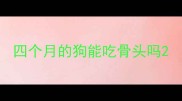 四个月的狗能吃骨头吗