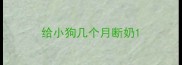 给小狗几个月断奶