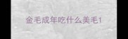 金毛成年吃什么美毛