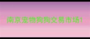 南京宠物狗狗交易市场