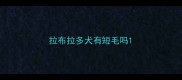 拉布拉多犬有短毛吗