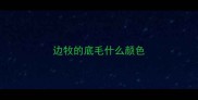 边牧的底毛什么颜色