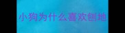 小狗为什么喜欢刨地