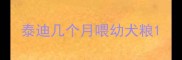 泰迪几个月喂幼犬粮