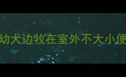 幼犬边牧在室外不大小便