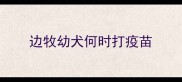 边牧幼犬何时打疫苗