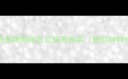 中国最受欢迎的宠物狗排名及饲养指南附品种特性与养护要点