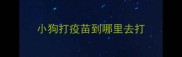 小狗打疫苗到哪里去打
