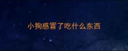 小狗感冒了吃什么东西