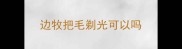 边牧把毛剃光可以吗