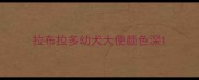 拉布拉多幼犬大便颜色深