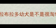 拉布拉多幼犬是不是很淘