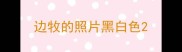 边牧的照片黑白色