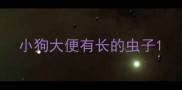小狗大便有长的虫子
