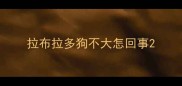 拉布拉多狗不大怎回事