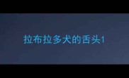 拉布拉多犬的舌头
