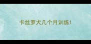 卡丝罗犬几个月训练