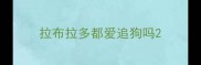 拉布拉多都爱追狗吗