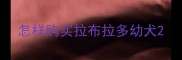 怎样购买拉布拉多幼犬