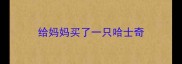 给妈妈买了一只哈士奇
