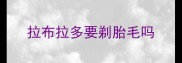 拉布拉多要剃胎毛吗