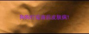 狗狗打疫苗后皮肤病