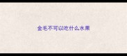 金毛不可以吃什么水果