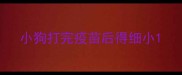 小狗打完疫苗后得细小