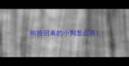 刚捡回来的小狗怎么养