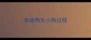 泰迪狗生小狗过程