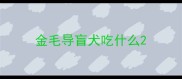 金毛导盲犬吃什么