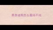 黑泰迪狗怎么看纯不纯